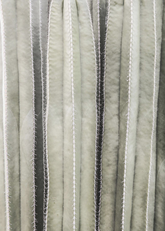 Kaktussymphonie | Leinwand