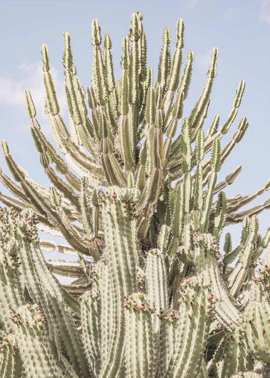 Kaktussymphonie | Leinwand