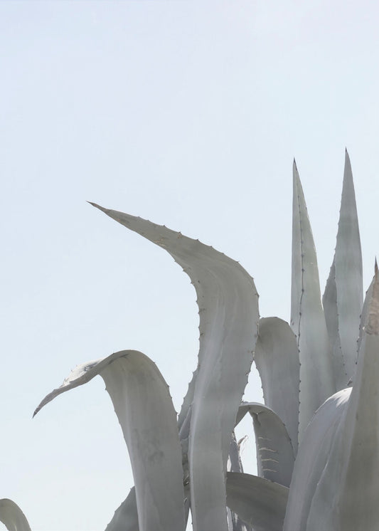 Azurblaue Agaventräume | Leinwand