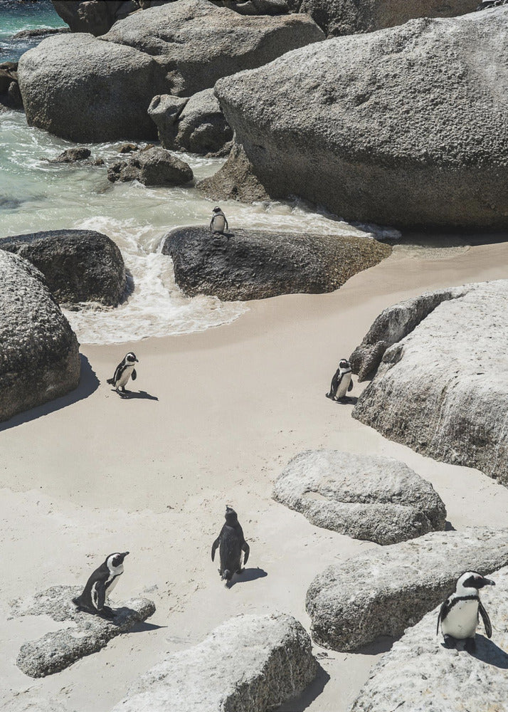 Penguin Beach Stroll | Poster