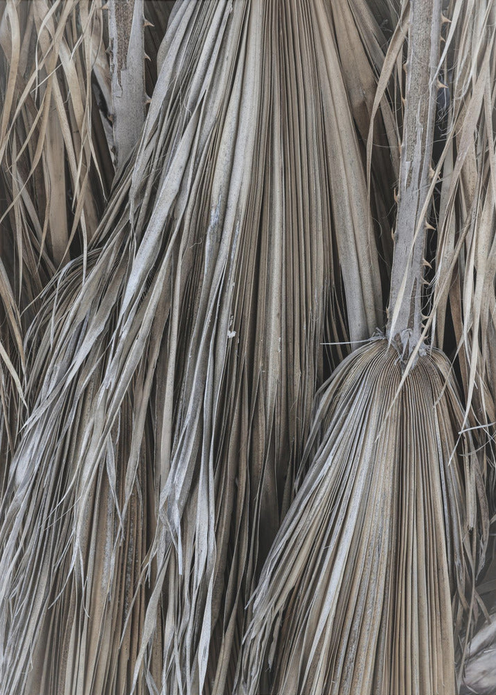Rustic Palm Texture | Canvas