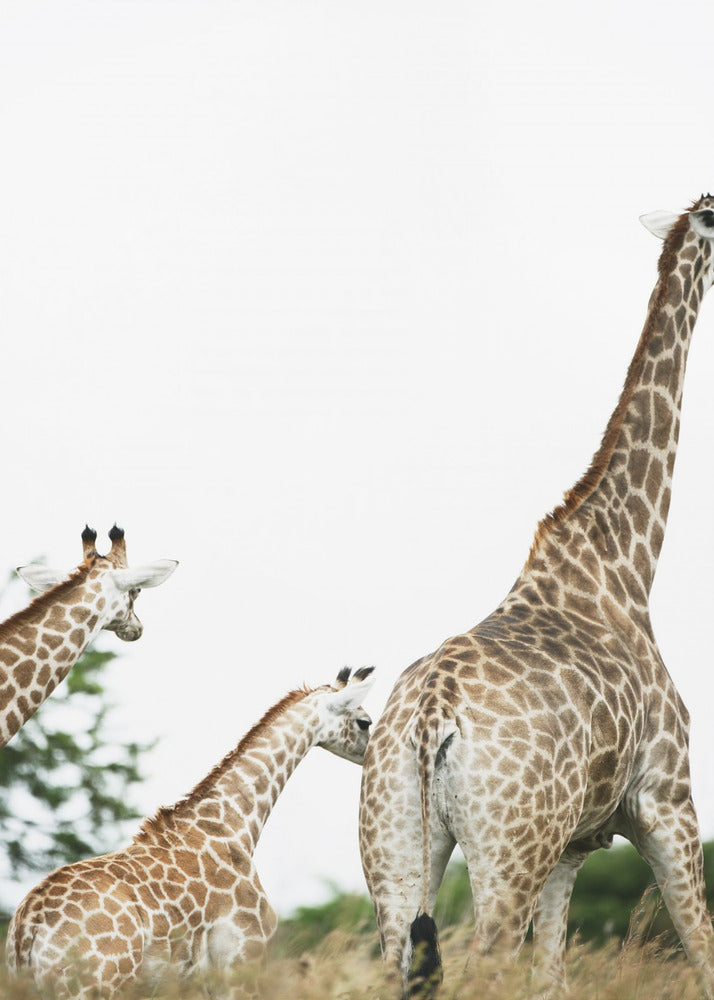 Giraffenspaziergang | Poster
