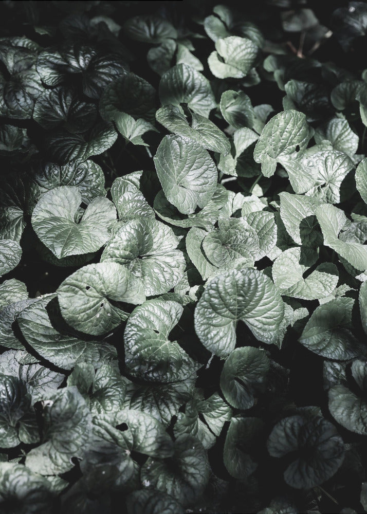 Blattschatten | Poster