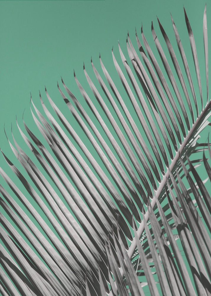 Palmenruhe | Poster