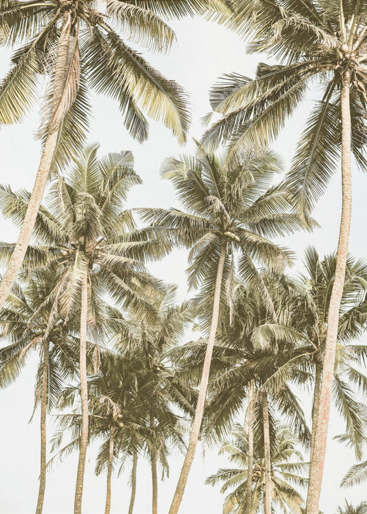 Tropical Serenity | Canvas