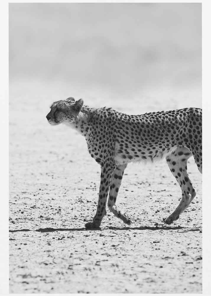 Cheetah's Stride | Poster
