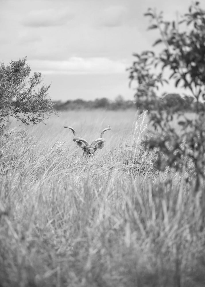 Versteckt im Gras | Poster
