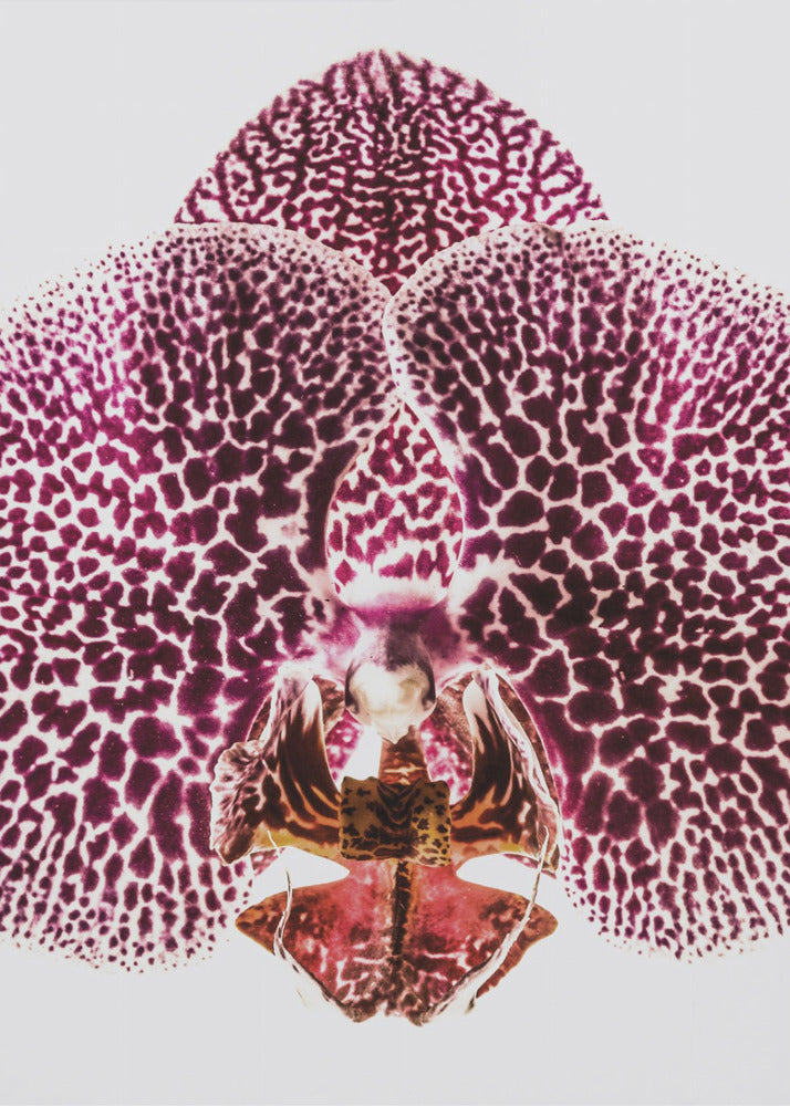 Blütenblatt-Symmetrie-Explosion | Poster