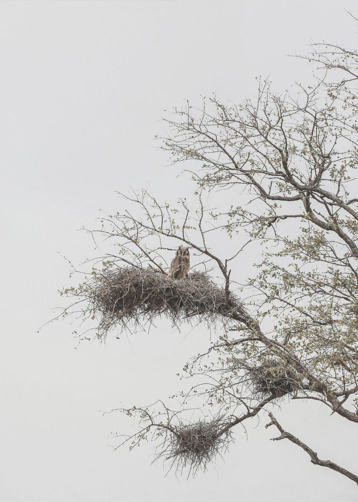 Owl's Perch | Canvas