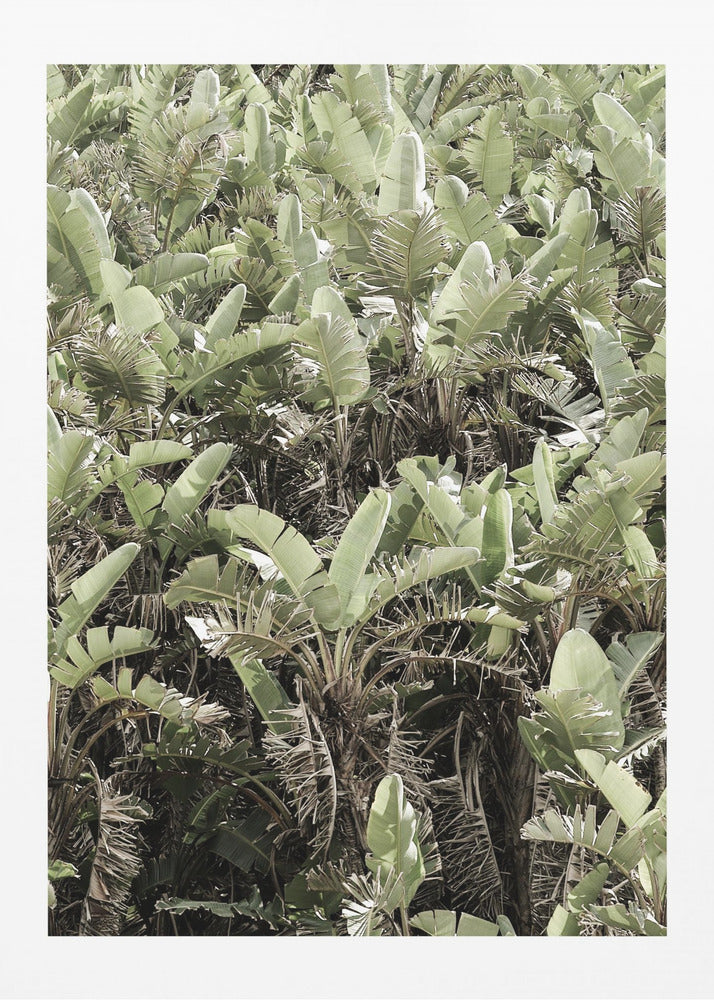 Grünes Blätterdach | Poster