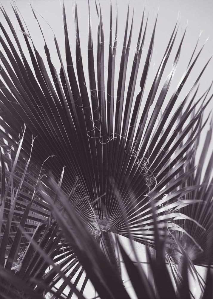 Palmengeflüster | Poster