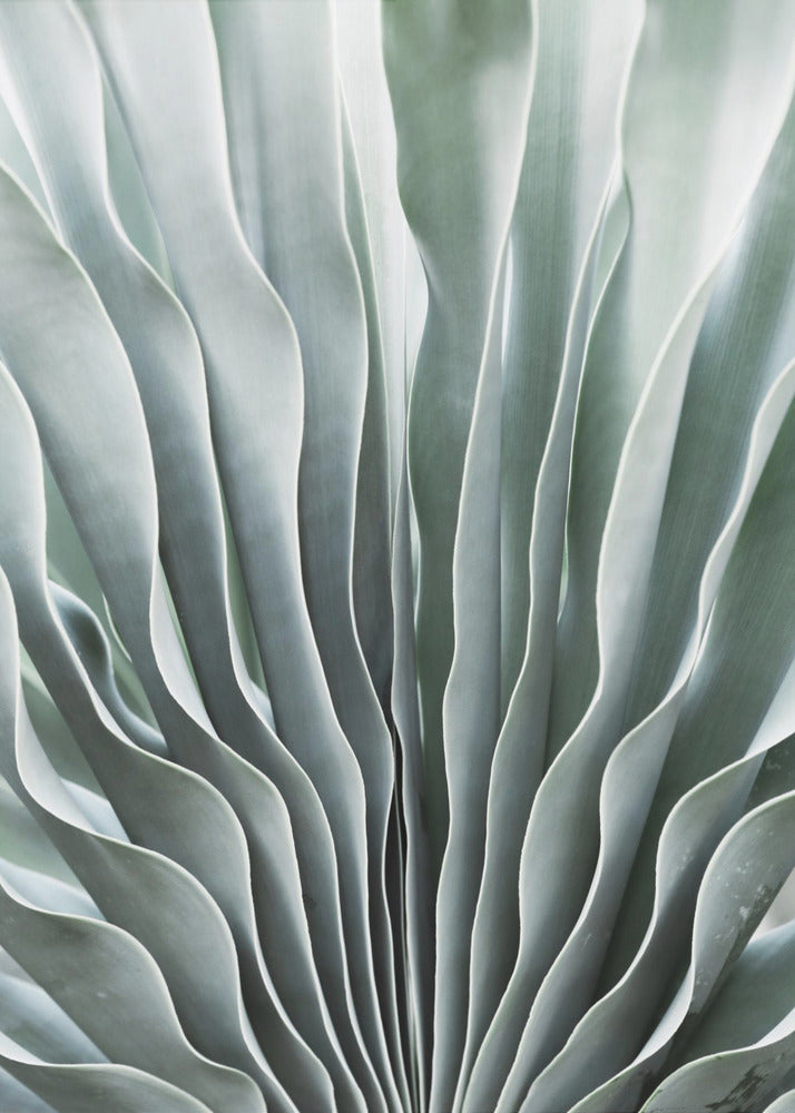 Nature's Grace | Poster