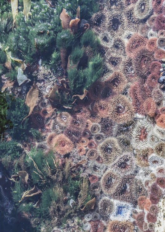 Ocean's Tapestry | Canvas