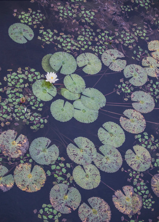 Lily Serenity | Canvas