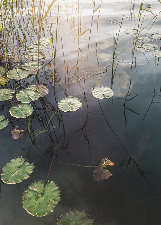 Lily's Tranquil Dawn | Canvas