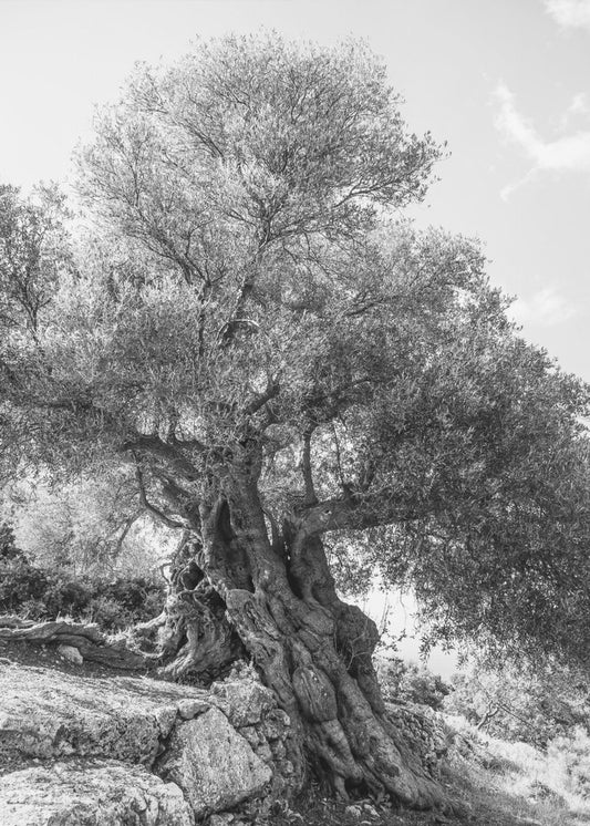 Uralter Wächter | Leinwand