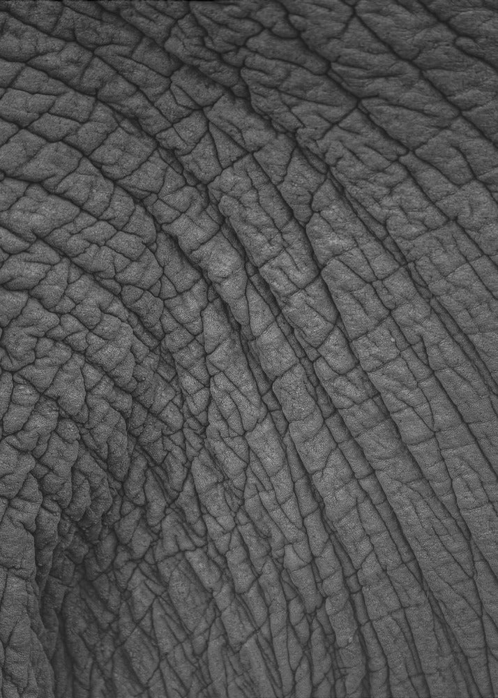 Elephant's Tapestry | Canvas