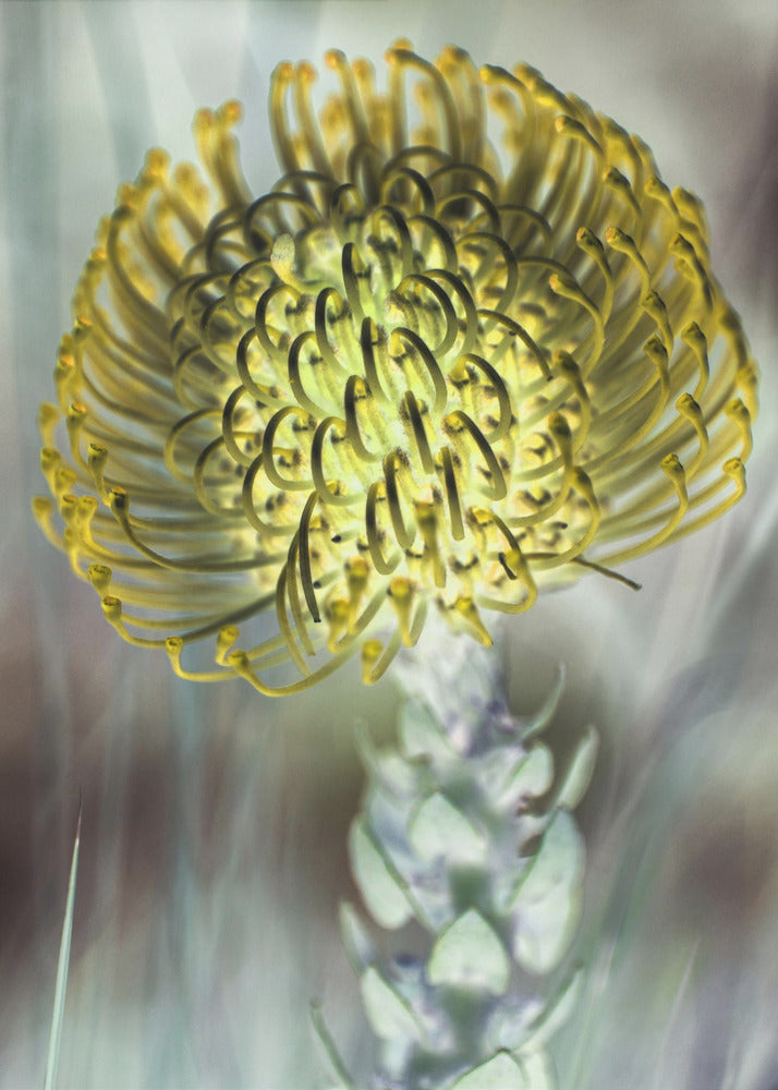 Goldene Blüte | Poster