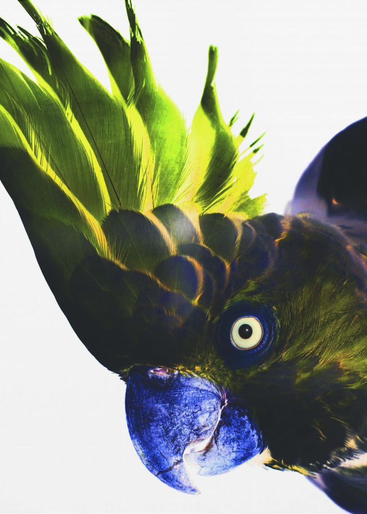 Lebendiger Vogelblick | Poster