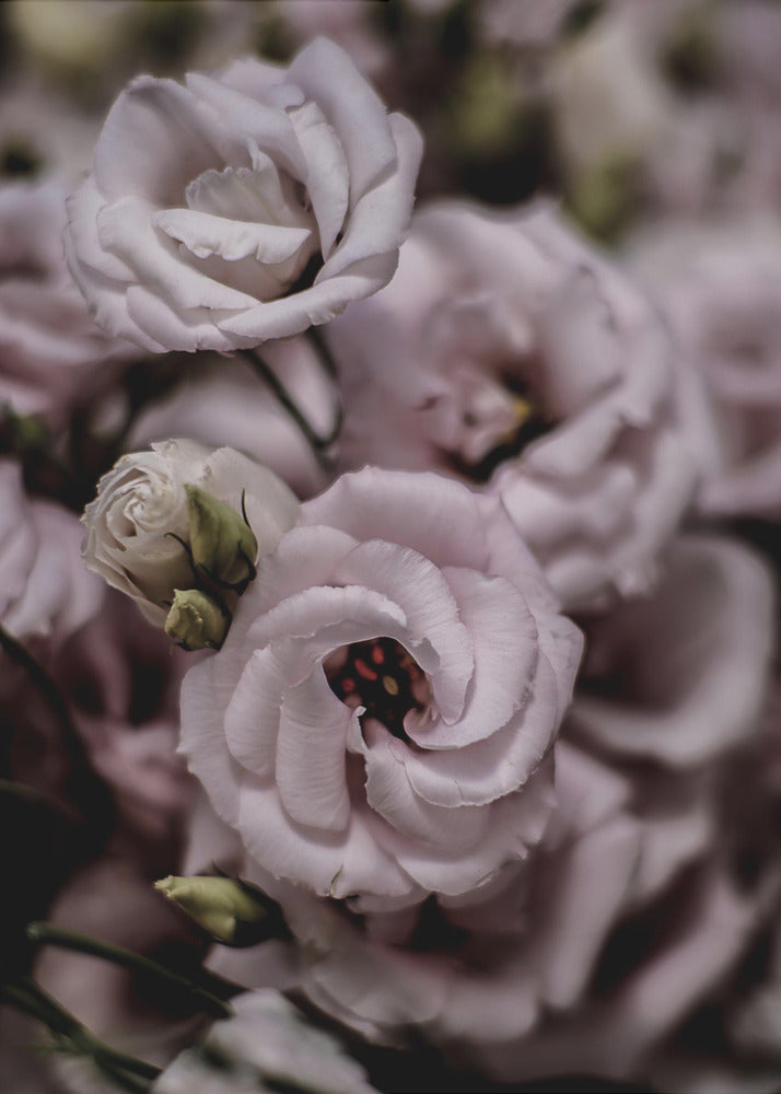 Zarte Schönheit der rosa Lisianthusblüte | Leinwand