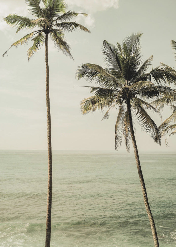 Palmen am Meer | Poster