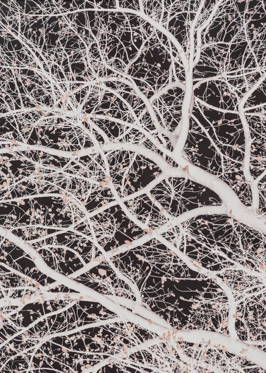 Tree Branches | Poster