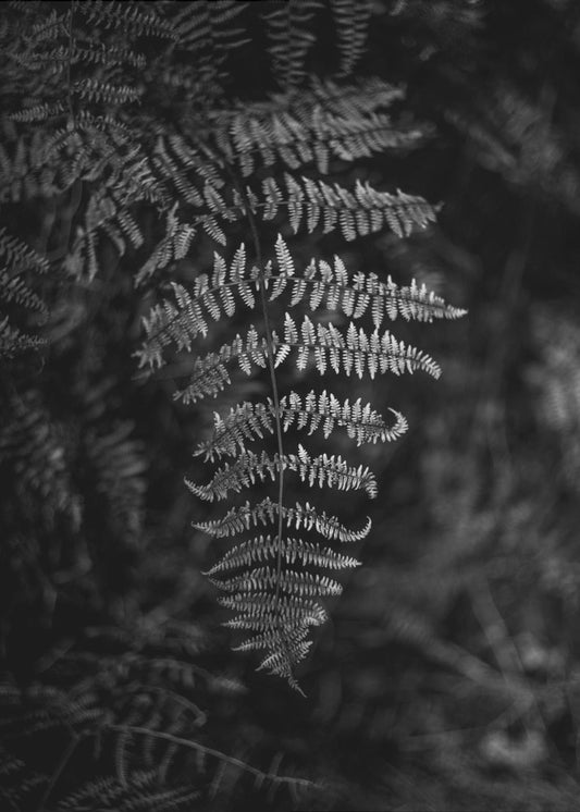 Silver Fern | Canvas