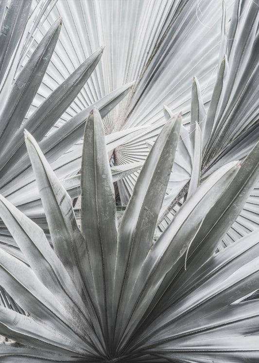 Silver Spray | Poster