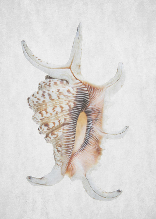Spiral Seashell | Poster
