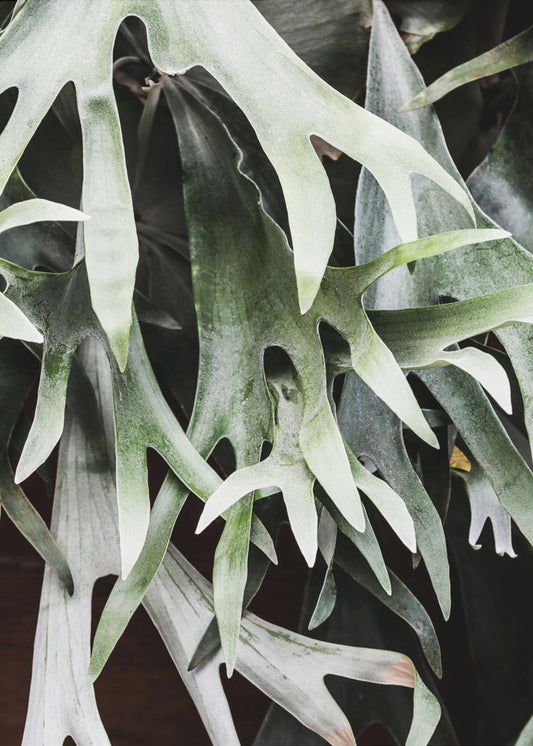 Enchanted Fronds | Poster