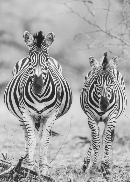 Striped Horse Front On | Poster