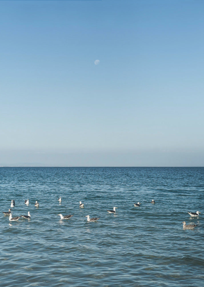 Moonlit Seabirds | Poster