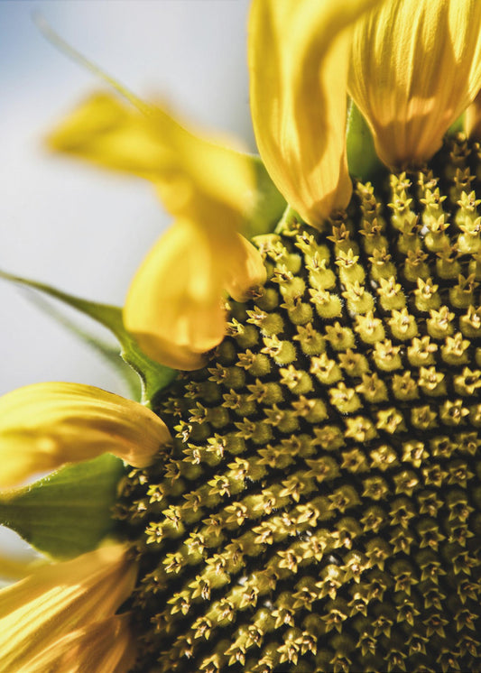 Sunflower Close Up | Poster