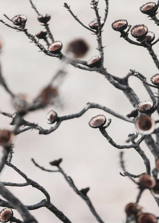 Swartberg Protea | Poster