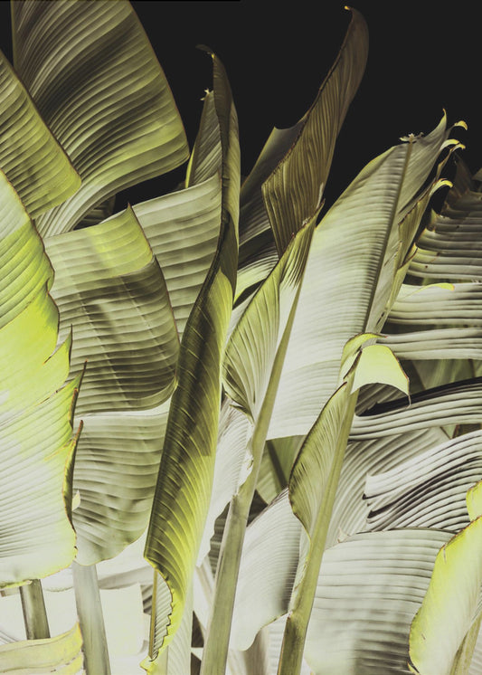 Banana Leaves In Soft Lighting | Poster