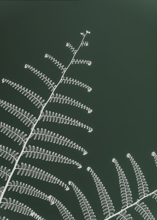 Fern's Gentle Curve | Poster