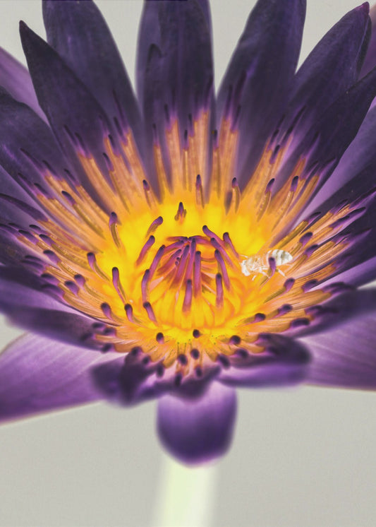Purple Water Lilly | Poster