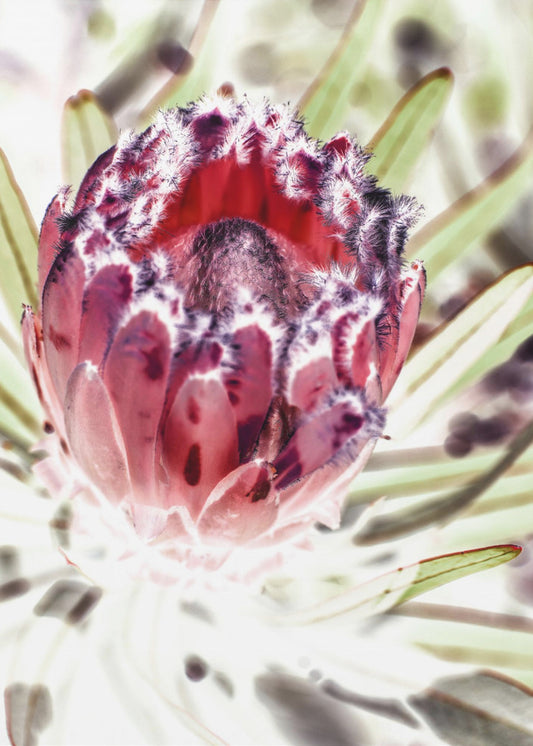 Blühende Protea-Blume | Poster