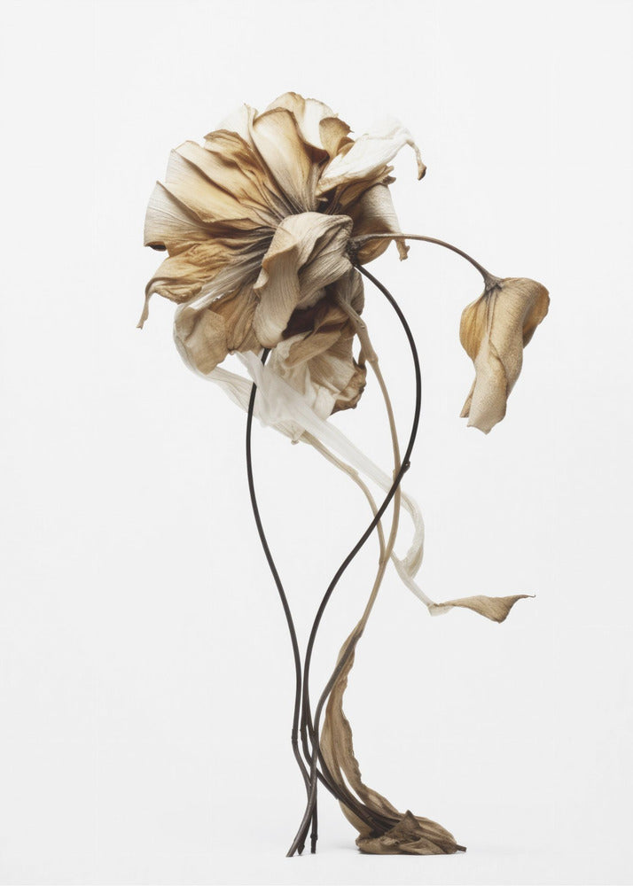 Wilted Elegance | Canvas