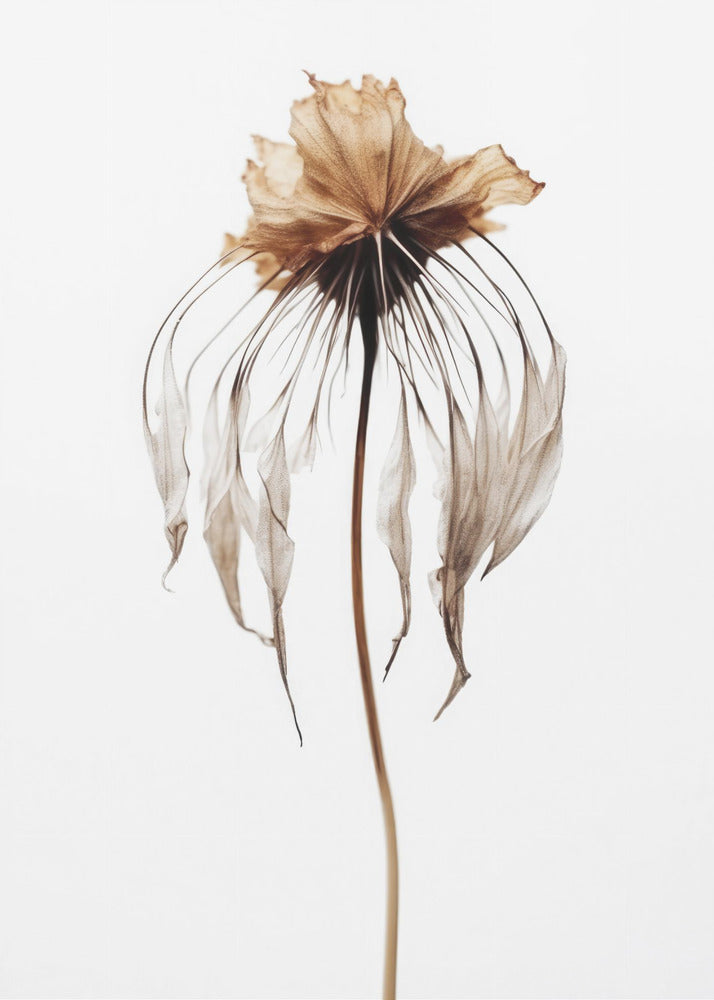 Verblasste Eleganz | Poster