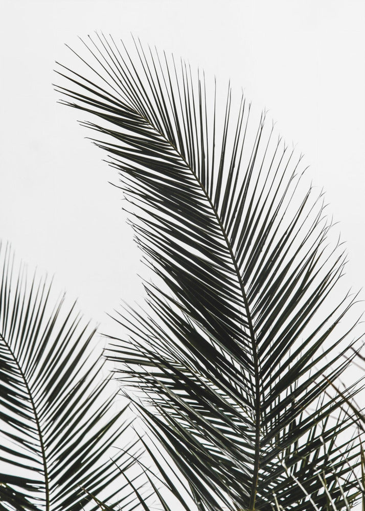 Palmblätter 1 | Leinwand