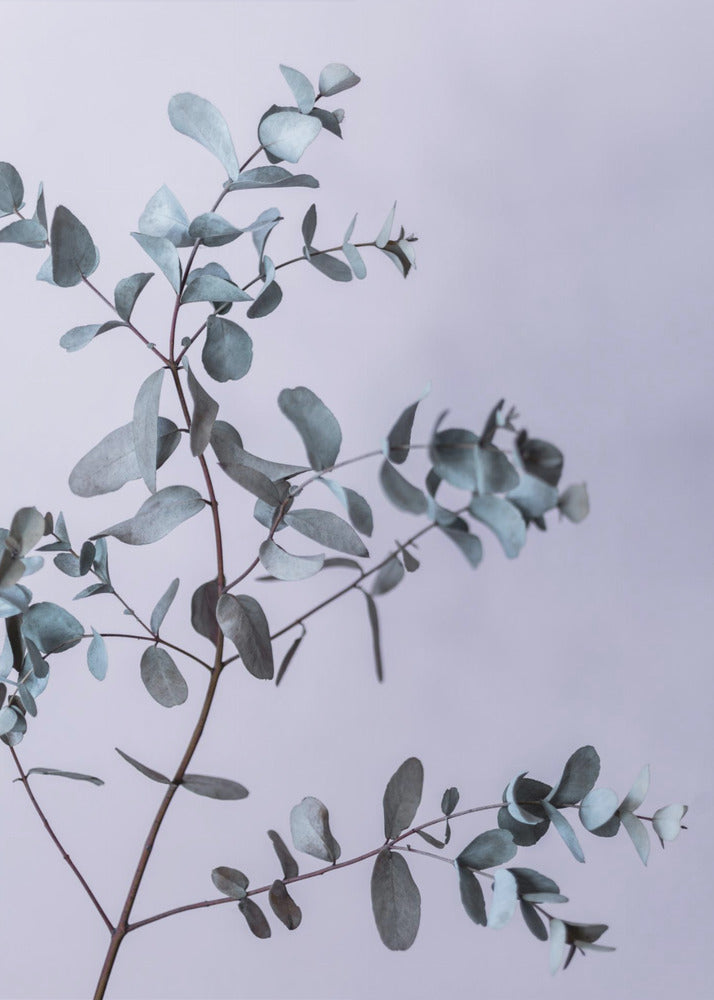 Eukalyptus 13 | Leinwand