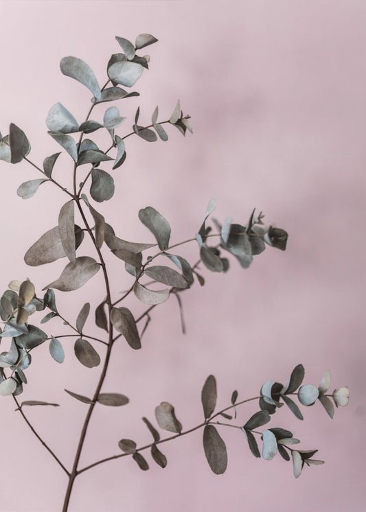 Eukalyptus 12 | Leinwand