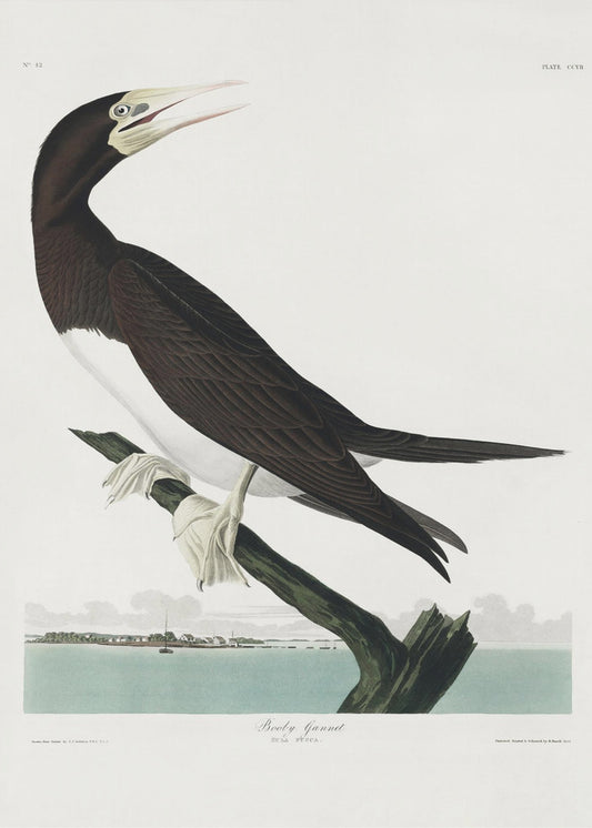Booby Gannet From Birds of America (1827) | Poster