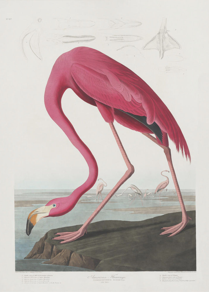 Pink Flamingo From Birds of America (1827) | Canvas