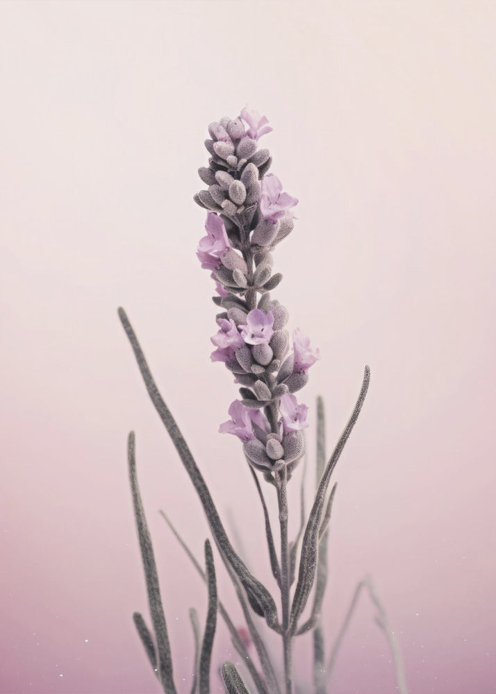 Lavendelträume | Poster