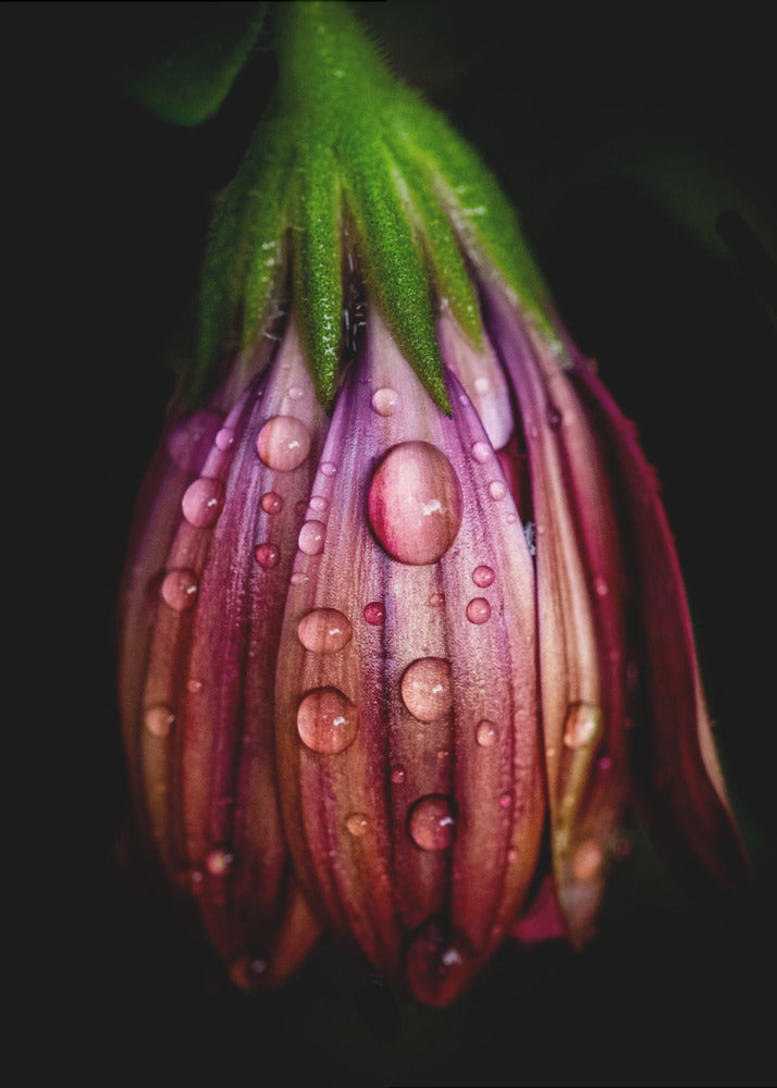 Nach dem Regen | Leinwand