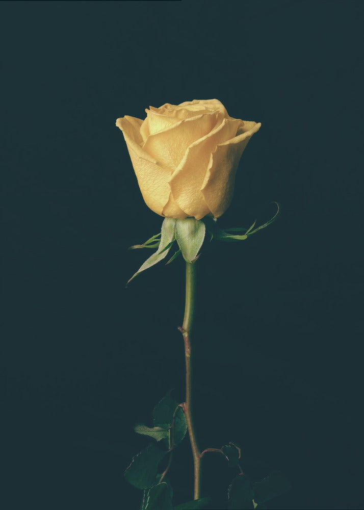gelbe Rose | Poster