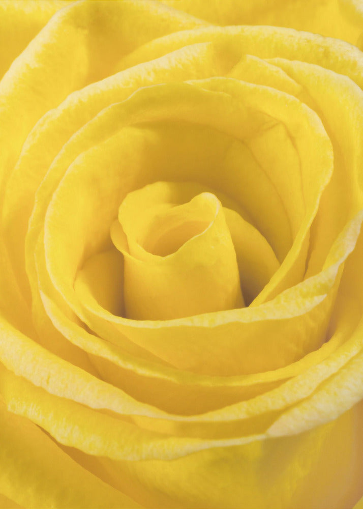 gelbe Rose | Poster