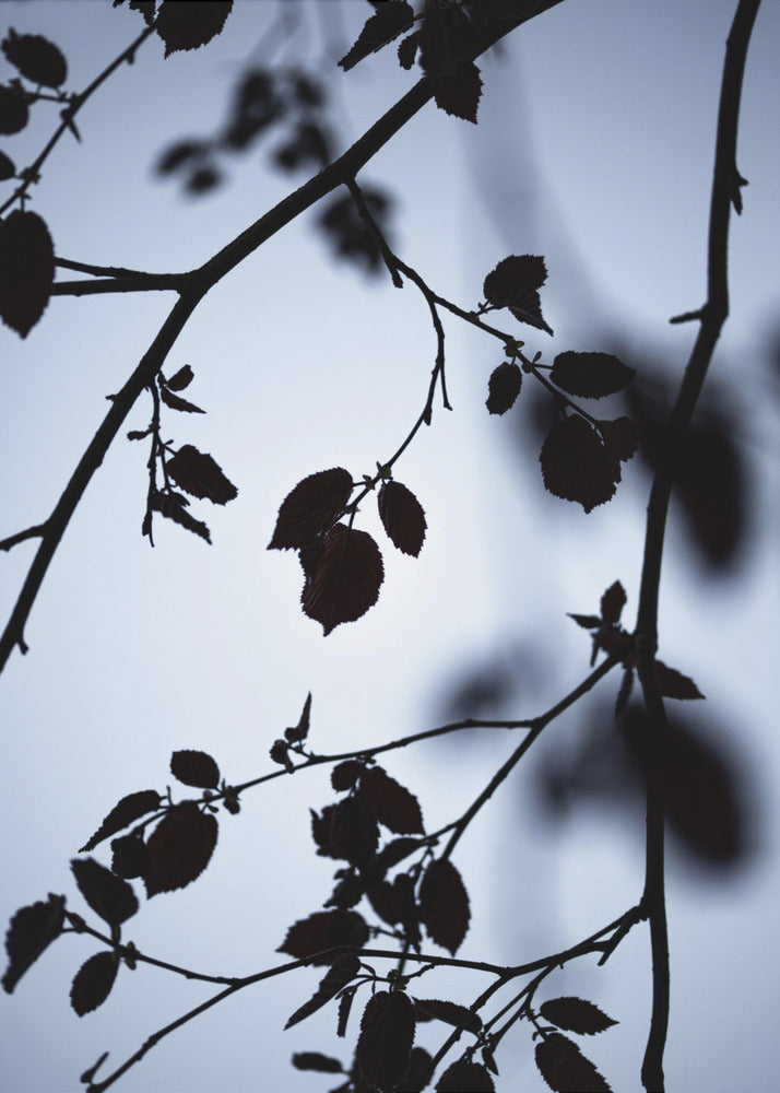 Morgengrauen | Leinwand